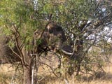 Addo Elephant Nationalpark