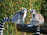 Nahampoana: Lemuren