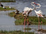Lake-Nakuru Nationalpark: Flamingos