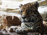 Natuwa Naturschutzgebiet - Jaguar