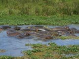 Nilpferde im Ngorongoro Krater