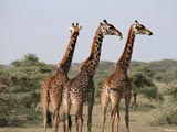 Giraffen im Arusha Nationalpark