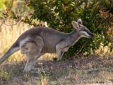 Litchfield National Park: Wallaby