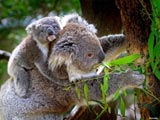 Billabong Sanctuary: Koalas