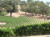 Adelaide Hills - Weinanbau