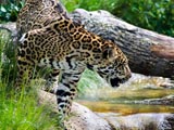 Nationalpark Jau: Jaguar