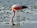 Salar de Atacama - Flamingo