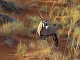 Sharjah Wüstenpark - Oryx Antilopne