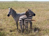 Zebras im Nairobi Nationalpark