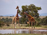 Giraffen im Samburu National Reserve