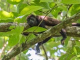 Belize Baboon Sanctuary: Brüllaffe