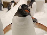 Palmer Archipel - Pinguin