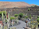 Lanzarote: Kaktusgarten