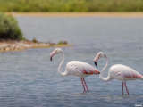 Celestun: Flamingokolonie