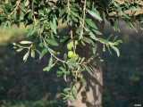 Oliven aus Sfax