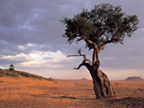 Landschaft Masai Mara