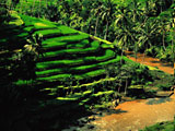 Reisfelder bei Ubud