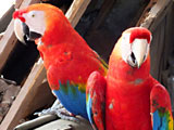 Papageien am Amazonas