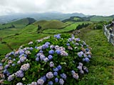 Azoren: Insel Sao Miguel