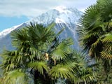 Südtirol: Meran