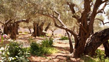 Israel: Garten Gethsemane