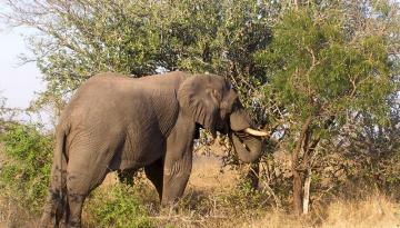 Tansania: Elefant in der Serengeti