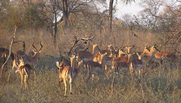 Antilopen im Etosha Nationalpark