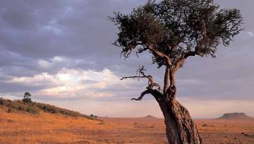 Kenia: in der Masai Mara