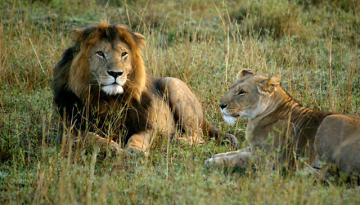 Kenia: Baden & Safari