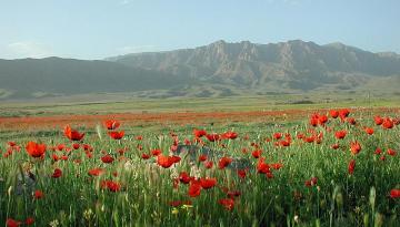 Armenien: Ararat