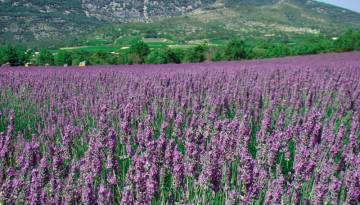 Rhone: Lavendelfelder