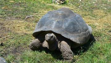 Galapagos Inseln: Schildkröte