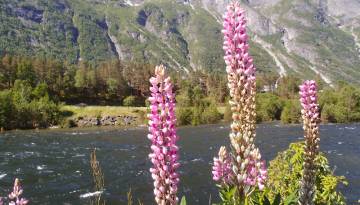 Trolle, Wasserfälle und Fjorde