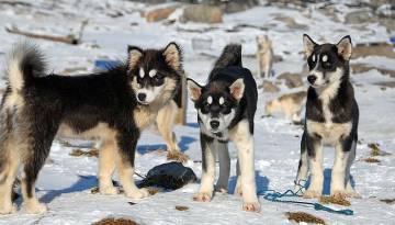 Huskies auf Grönland