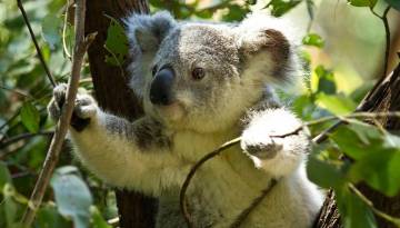 Koalas in Australien