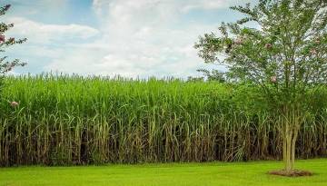 Zuckerrohrplantage auf Barbados