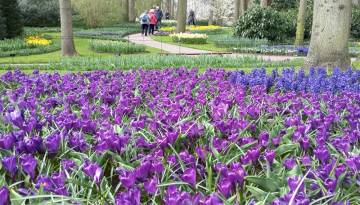 Krokusse im Keukenhof