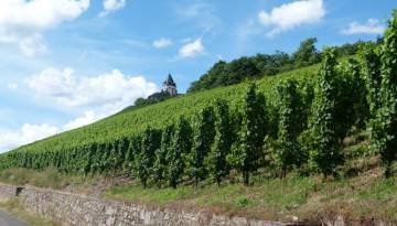 Weinberge entlang der Mosel