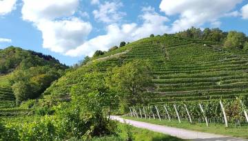 Landschaften in der Wachau