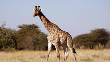 Etosha Nationalpark: Giraffe