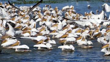 Pelikane im Donaudelta