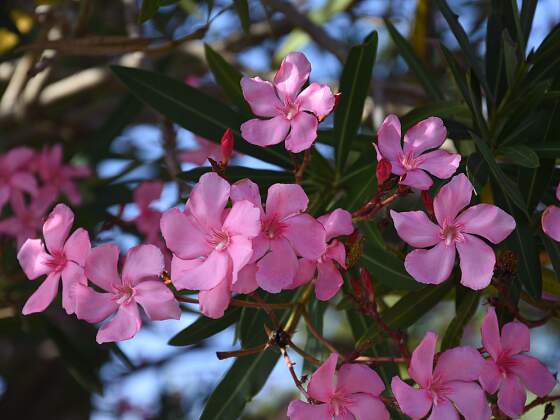 Blumenpracht auf Madeira, Levada-Wanderung