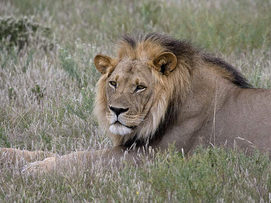 Botsuana: Moremi Game Reserve