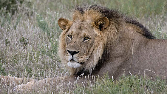 Botsuana: Moremi Game Reserve