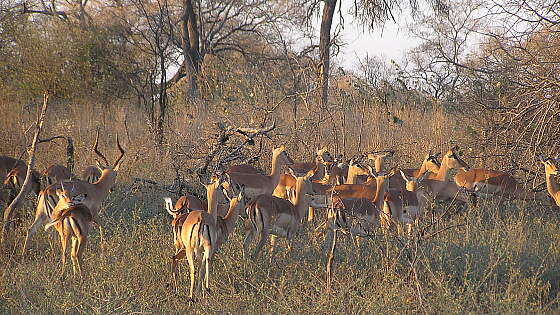 Antilopen im Krügerpark, Südafrika