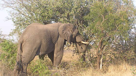 Elefant im Krügerpark, Südafrika