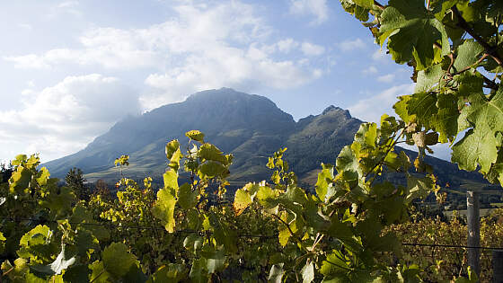 Weinbau in Südafrika, Stellenbosch