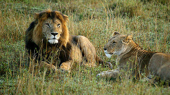 Löwen in der Masai Mara