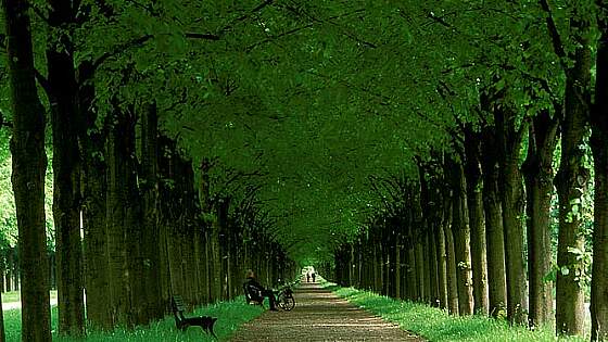 Hannover: Herrenhäuser Gärten - Lindenallee