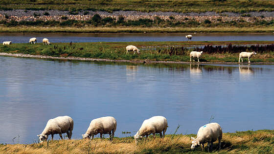 Niederlande: Landschaft und Schafe in Texel